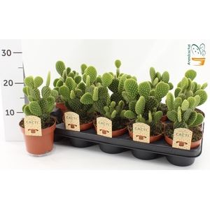 OPUNTIA MICRODASYS