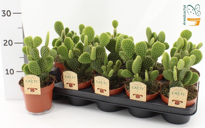 <h4>OPUNTIA MICRODASYS</h4>