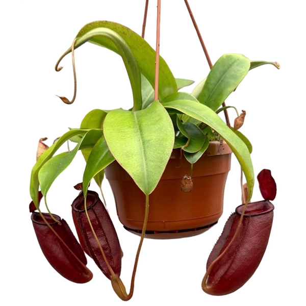 <h4>Nepenthes Monkey Jars Diana</h4>
