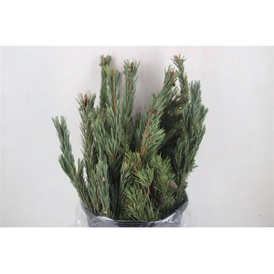 Pinus Mugo 300gr P Bunch