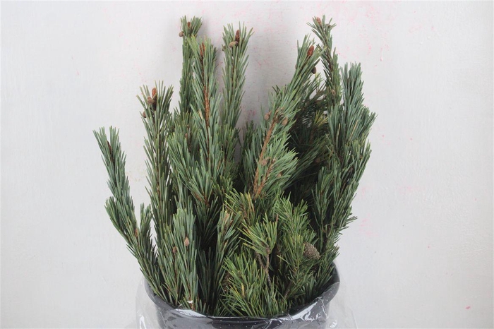 <h4>Pinus Mugo 300gr P Bunch</h4>
