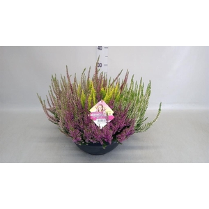 Calluna vulg. 'High Five'   ...mix