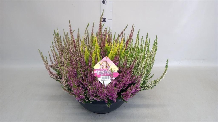 <h4>Calluna vulg. 'High Five'   ...mix</h4>