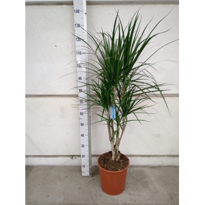 Dracaena marg.