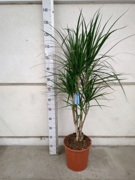 <h4>Dracaena marg.</h4>