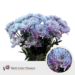 Chr. Tr DYED Mermaid