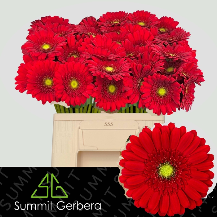 <h4>GE MI PHOENIX</h4>