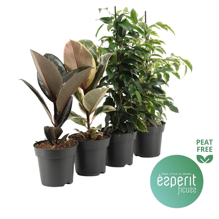 <h4>Ficus Ficuss Mix 3-4 srt.</h4>