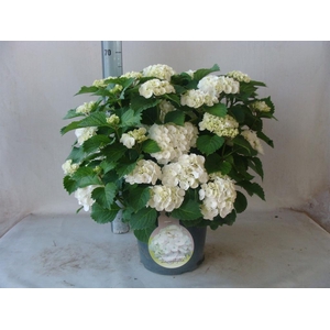 Hydrangea mac.
