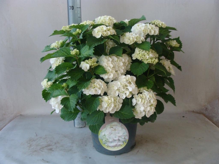 <h4>Hydrangea mac.</h4>