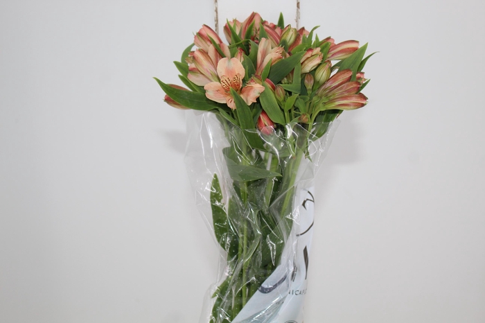 <h4>ALSTROEMERIA CANYON 080 CM</h4>