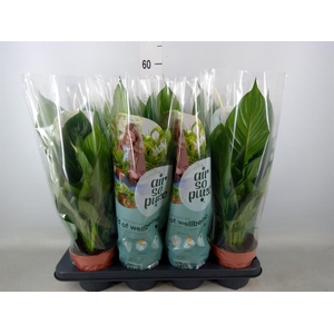 Spathiphyllum  'Pico Cupido'