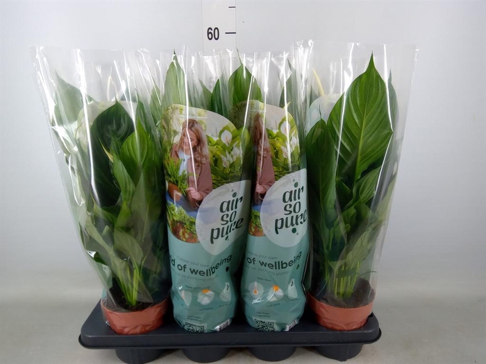 <h4>Spathiphyllum 'Pico Cupido'</h4>