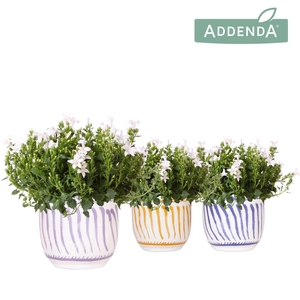 Campanula Addenda Ambella white in Granada pot mix