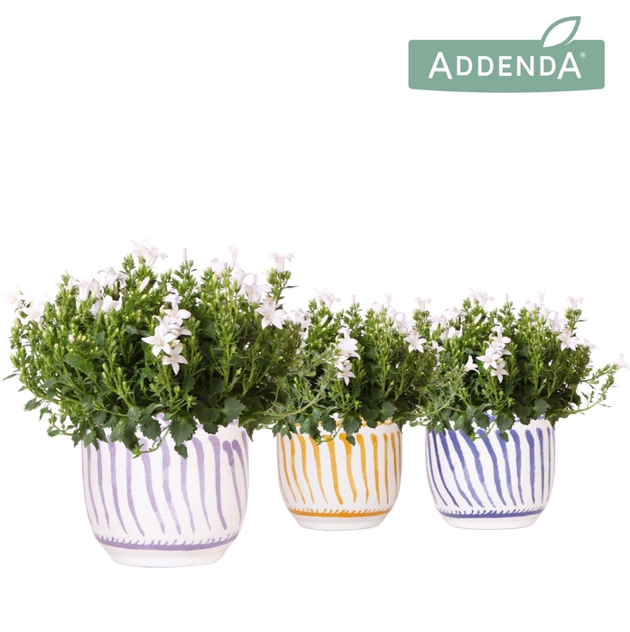 <h4>Campanula Addenda Ambella white in Granada pot mix</h4>