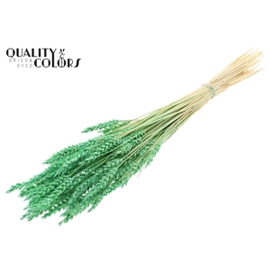 Triticum per bunch Intense Mint