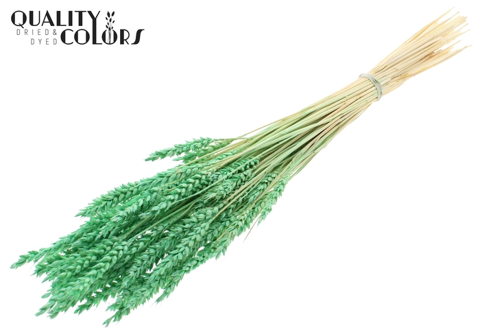 Triticum per bunch Bleached Mint