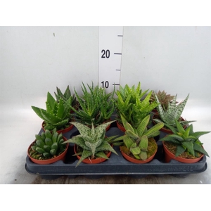 Aloe   ...mix