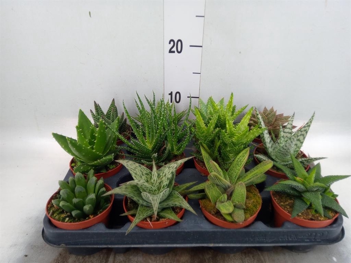 <h4>Aloe   ...mix</h4>