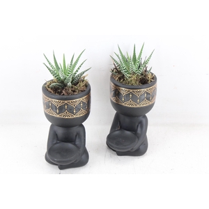 arr3 SN - Buddha black x12