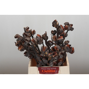 Kaaps Groen Hakea Sericea