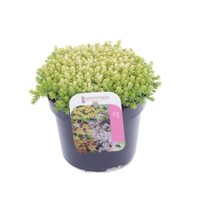 Sedum acre