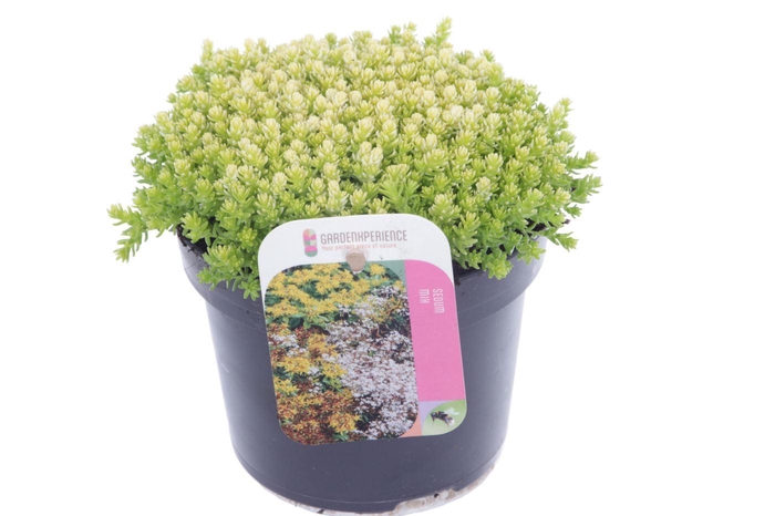 <h4>Sedum acre</h4>