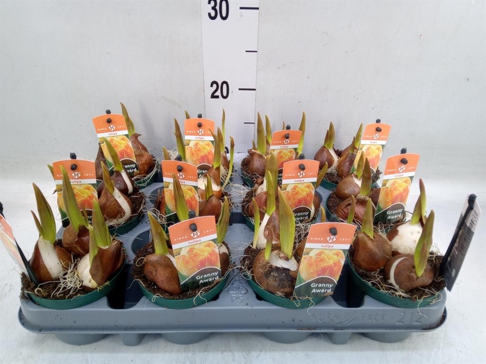 <h4>Tulipa   ...</h4>