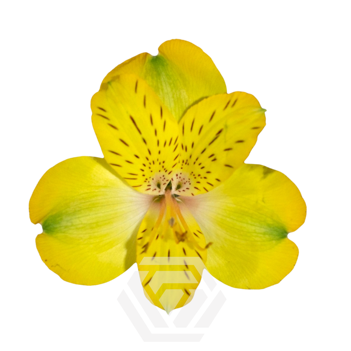 <h4>ALSTR CANARY Tessa</h4>