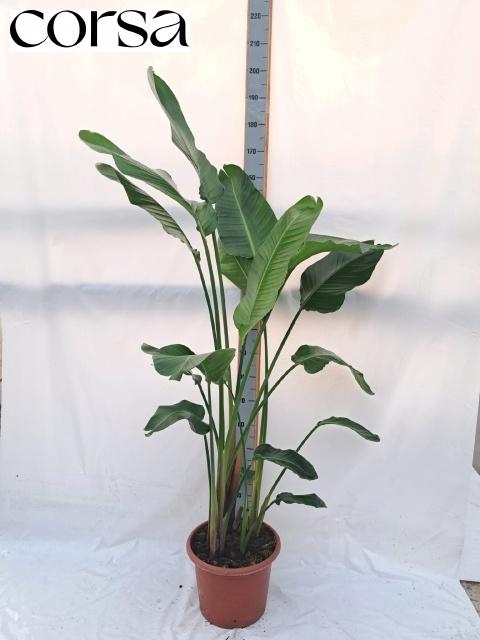 <h4>STRELITZIA NICOLAI</h4>