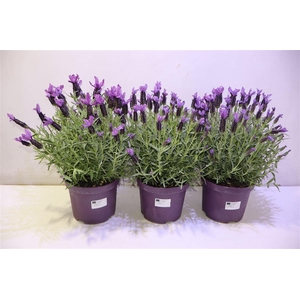 Lavandula Stoechas