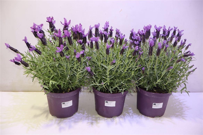 <h4>Lavandula Stoechas</h4>