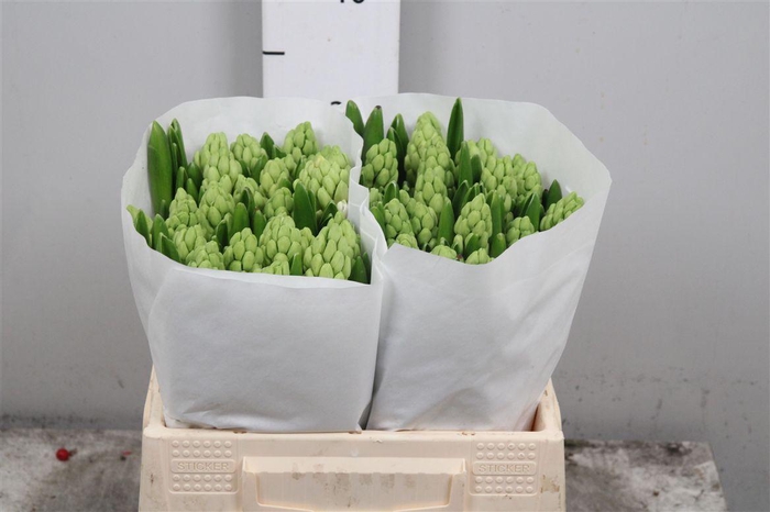 <h4>Hyac Pallas</h4>