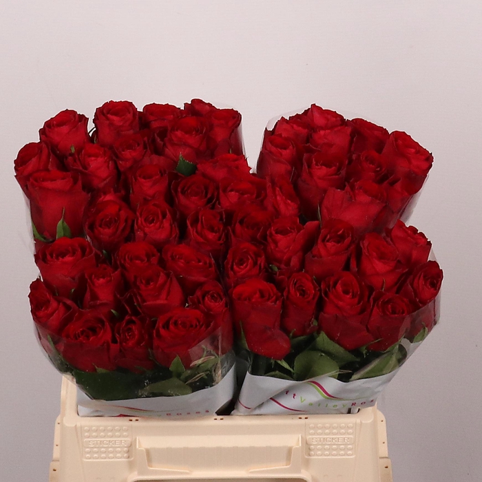 <h4>R GR MADAM RED</h4>