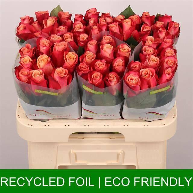 <h4>R GR HELENE</h4>