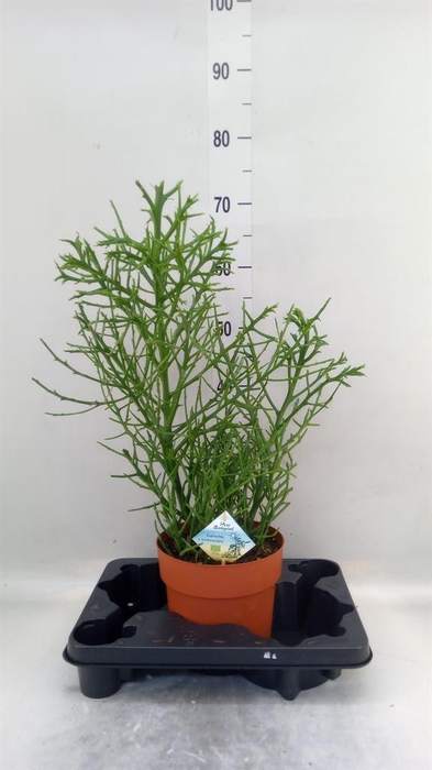 <h4>Euphorbia   ...</h4>