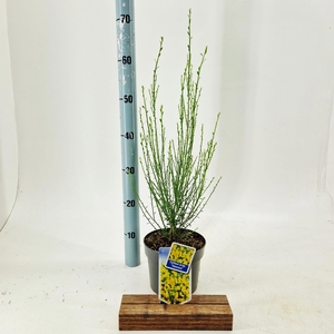 Cytisus scoparius 'Vanesse'