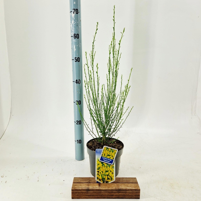 <h4>Cytisus scoparius 'Vanesse'</h4>