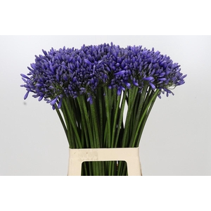 Agapanthus Dr Brouwer