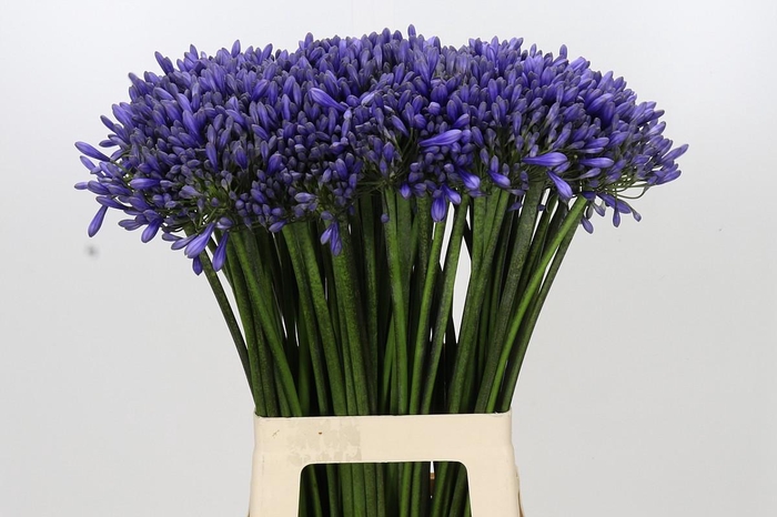 <h4>Agapanthus Dr Brouwer</h4>