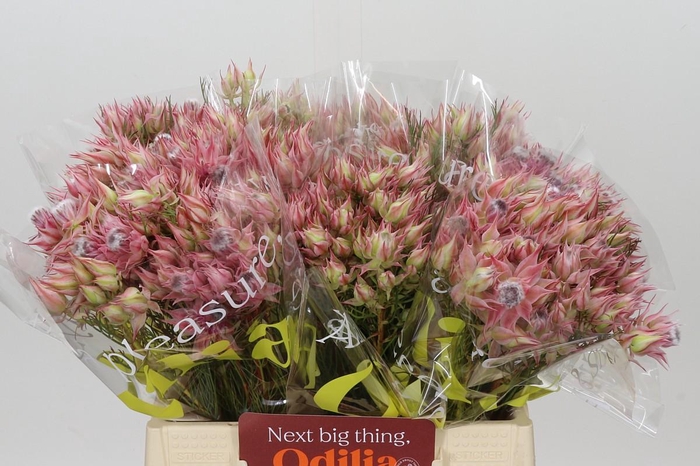 <h4>Blushing Bride Ayoba Shooting Star</h4>