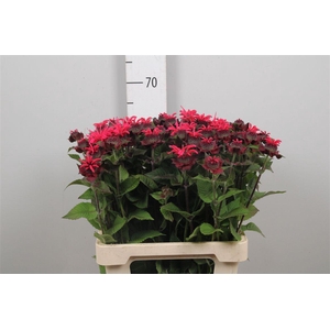Monarda Anastasia