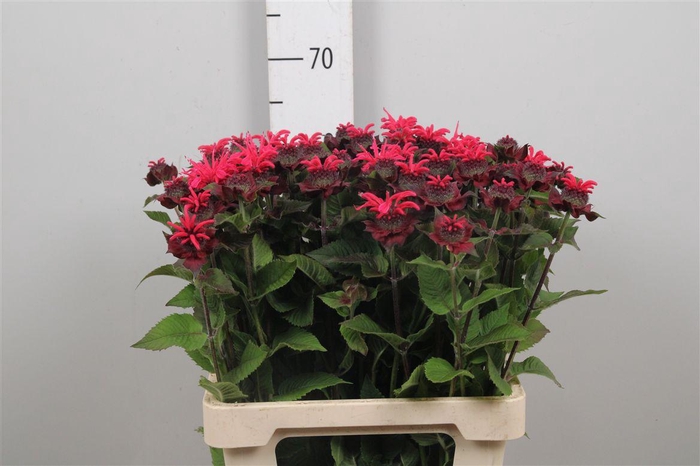 <h4>Monarda Anastasia</h4>