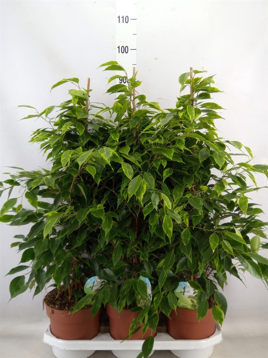 <h4>Ficus benja. 'Anastasia'</h4>