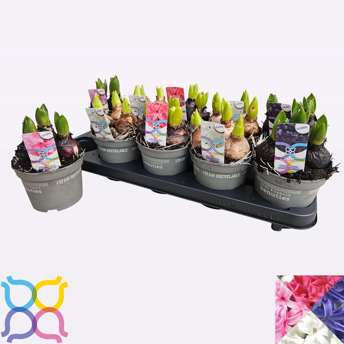 <h4>HYACIN GEM 4 KL</h4>