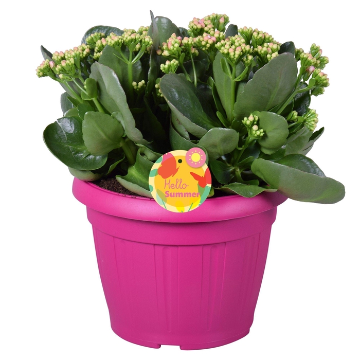 <h4>Hello Summer Kalanchoe Blossfeldiana in Patiopot Roze</h4>
