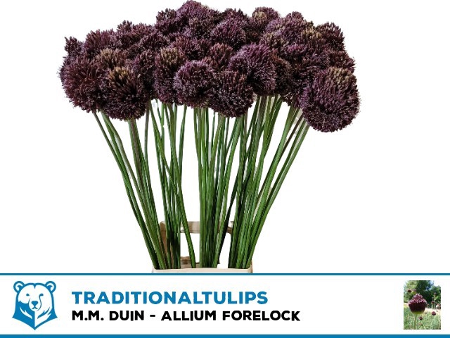 ALLIUM FORELOCK