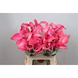 Calla Captain Romance Kallaland