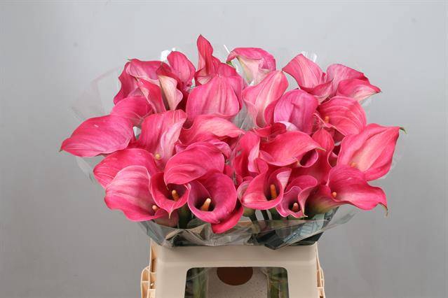 <h4>Calla Captain Romance Kallaland</h4>
