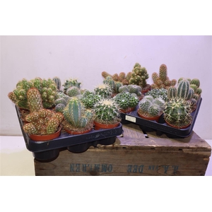 arr8 Cactus Gem